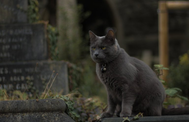 Black cat in cemetary